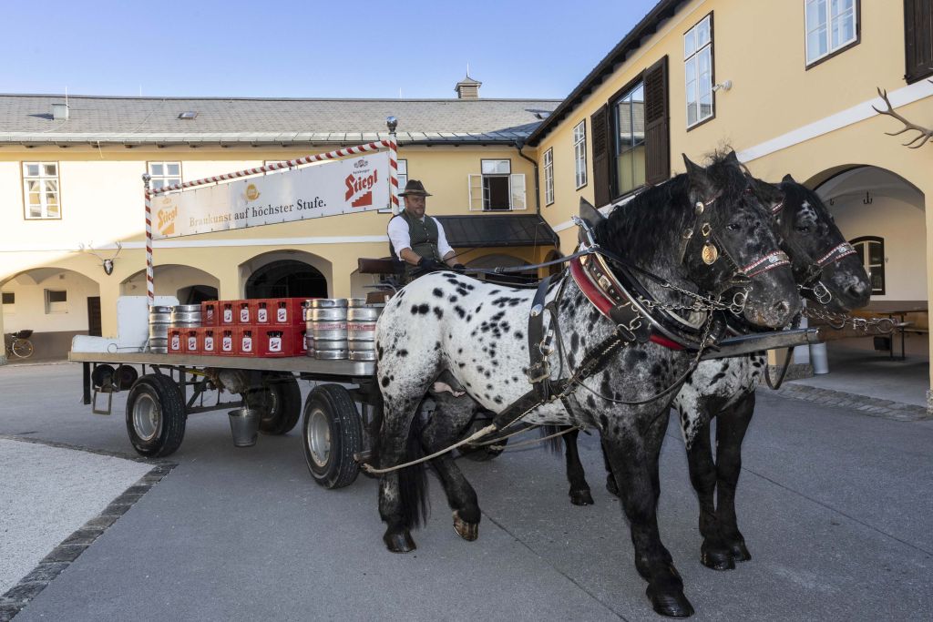 Neue Rösser für die Stiegl-Bierkutsche