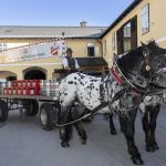 Neue Rösser für die Stiegl-Bierkutsche